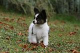 EPAGNEUL PAPILLON 089